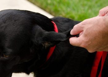 Hematomas in Dogs: Symptoms, Causes, And Treatments