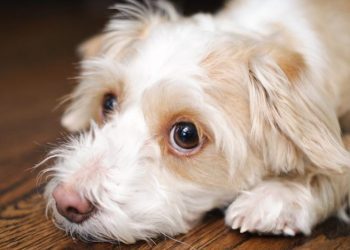 Mineral Oil For Dogs: Uses, Dosage, & Side Effects