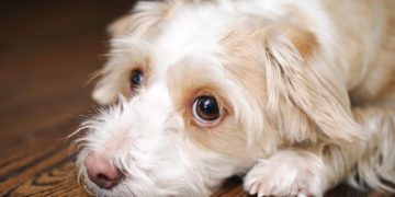 Mineral Oil For Dogs: Uses, Dosage, & Side Effects