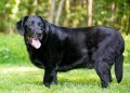 Levothyroxine For Dogs: Uses, Dosage, And Side Effects