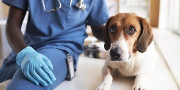 Enlarged Prostate In Dogs: Symptoms, Causes, & Treatments