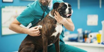 Upper Respiratory Infection In Dogs: Symptoms, Causes, & Treatments