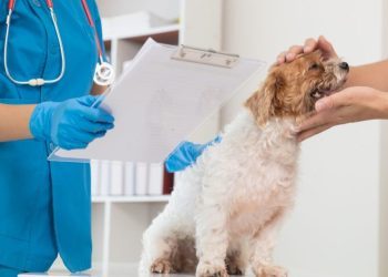 Azotemia (High Blood Nitrogen Levels) In Dogs: Symptoms, Causes, & Treatments