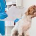 Azotemia (High Blood Nitrogen Levels) In Dogs: Symptoms, Causes, & Treatments