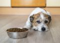 Gastroenteritis In Dogs: Symptoms, Causes, & Treatments