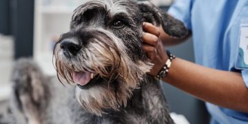 Gallstones In Dogs: Symptoms, Causes, And Treatments