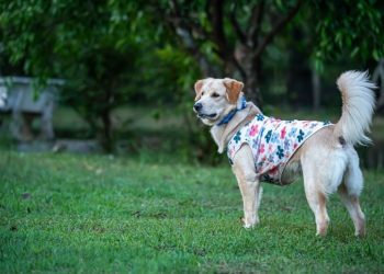 Tremors In Dogs: Symptoms, Causes, & Treatments