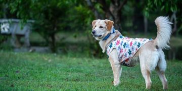 Tremors In Dogs: Symptoms, Causes, & Treatments