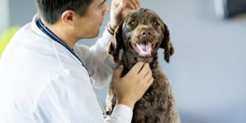 Swollen Lymph Nodes In Dogs: Symptoms, Causes, & Treatments