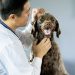 Swollen Lymph Nodes In Dogs: Symptoms, Causes, & Treatments