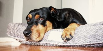 Ataxia (Loss of Balance) in Dogs: Symptoms, Causes, and Treatments