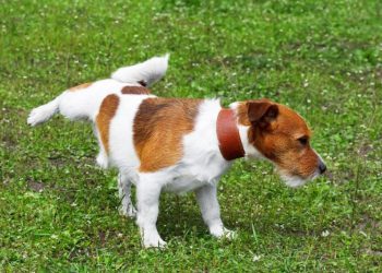 Polyuria (Increased Urination) in Dogs: Symptoms, Causes, & Treatments