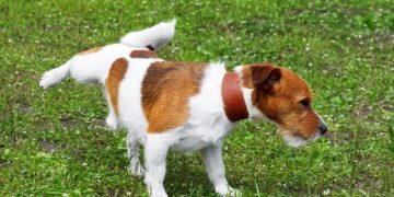 Polyuria (Increased Urination) in Dogs: Symptoms, Causes, & Treatments