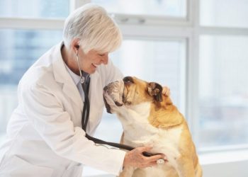 Bisacodyl For Dogs: Uses, Dosage, & Side Effects