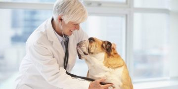 Bisacodyl For Dogs: Uses, Dosage, & Side Effects