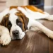 Hip Dysplasia in Dogs: Symptoms, Causes, Treatments, and Prevention