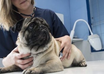 Salmonella Infection in Dogs: Symptoms, Causes, & Treatments