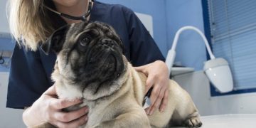 Salmonella Infection in Dogs: Symptoms, Causes, & Treatments