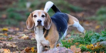 Excess Protein In Dogs’ Urine: Symptoms, Causes, & Treatments