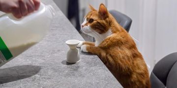 Someone Pour Me Up A Double Shot of Milk, Please: Alex’s Nightcaps