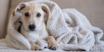 Adequan for Dogs: Uses, Dosage, & Side Effects