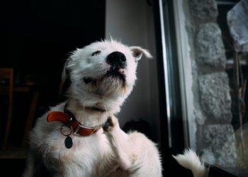 Apoquel for Dogs: Uses, Dosage, & Side Effects