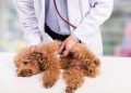Mitral Valve Disease in Dogs: Symptoms, Causes, & Treatments