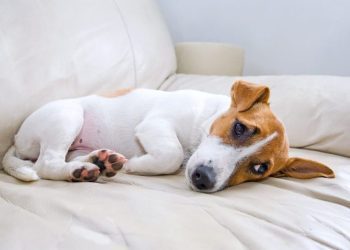 Amoxicillin for Dogs: Uses, Dosage, & Side Effects