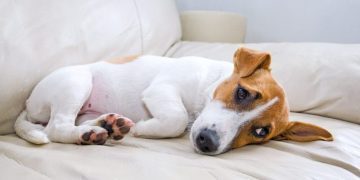 Amoxicillin for Dogs: Uses, Dosage, & Side Effects