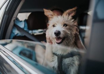 Maropitant Citrate for Dogs: Uses, Dosage, & Side Effects