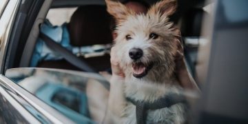 Maropitant Citrate for Dogs: Uses, Dosage, & Side Effects