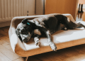 How Orthopedic Dog Beds Help With Arthritis and Joint Pain Relief