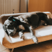 How Orthopedic Dog Beds Help With Arthritis and Joint Pain Relief