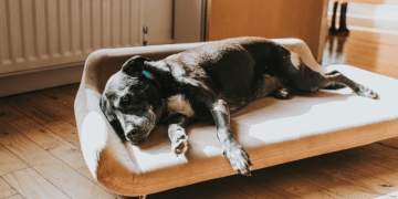 How Orthopedic Dog Beds Help With Arthritis and Joint Pain Relief