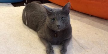 Kitty Playtime: What Raphael’s Hunt Taught Me About Life