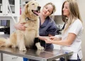 Autoimmune Disease In Dogs: Types, Symptoms, & Treatments