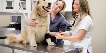 Autoimmune Disease In Dogs: Types, Symptoms, & Treatments