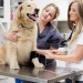 Autoimmune Disease In Dogs: Types, Symptoms, & Treatments