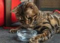 Why Is My Cat Not Drinking Water? Vet-Reviewed Reasons & Solutions