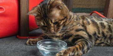 Why Is My Cat Not Drinking Water? Vet-Reviewed Reasons & Solutions