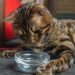 Why Is My Cat Not Drinking Water? Vet-Reviewed Reasons & Solutions