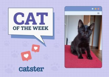 Catster Photo Contest: Cats of the Week Winners (Mar 13, 2025)
