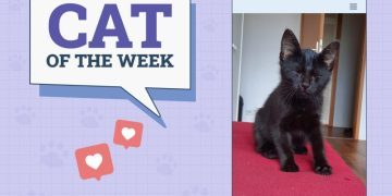 Catster Photo Contest: Cats of the Week Winners (Mar 13, 2025)