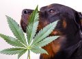 My Dog Ate Weed: What To Do if Your Dog Eats Marijuana