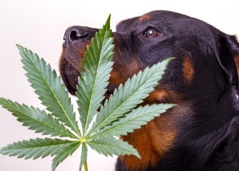 My Dog Ate Weed: What To Do if Your Dog Eats Marijuana