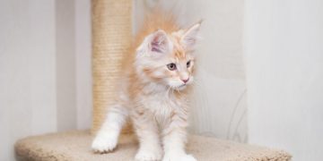 Polydactyl Maine Coon Cat Breed: Info, Pictures, Care & Facts