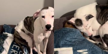 Video of Rescue Dog Insisting on Sleeping Next To Senior Dog Is Everything
