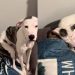 Video of Rescue Dog Insisting on Sleeping Next To Senior Dog Is Everything