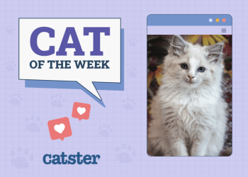 Catster Photo Contest: Cats of the Week Winners (April 17, 2025)