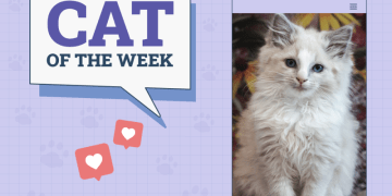 Catster Photo Contest: Cats of the Week Winners (April 17, 2025)